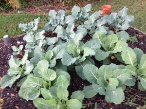 Collard cabbage and broccoli thrive in northeast Florida.Photo credit: Words Etc.